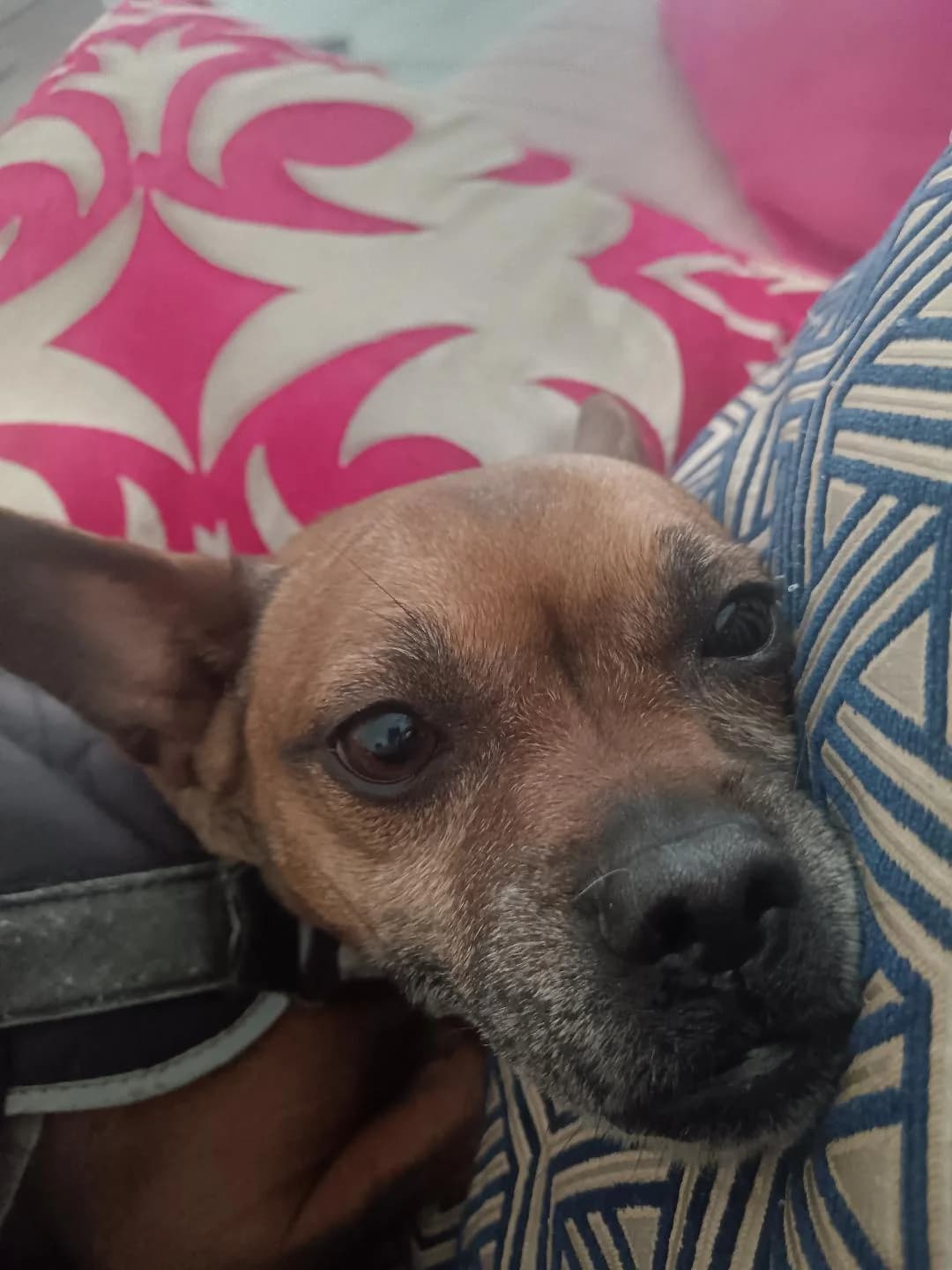 Chispa, female Mixed Breed for adoption at Arca Sevilla, Seville — photo 5 of 12