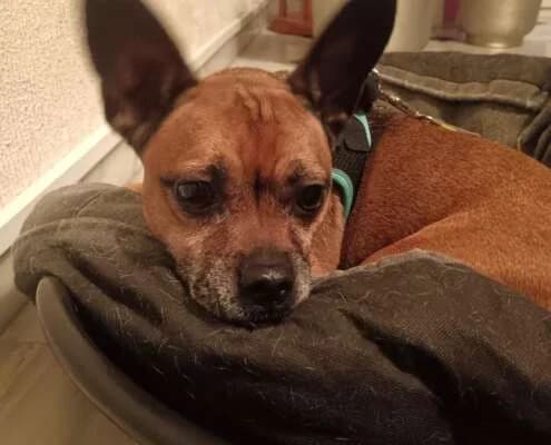 Chispa, female senior Mixed Breed for adoption at Arca Sevilla, Seville