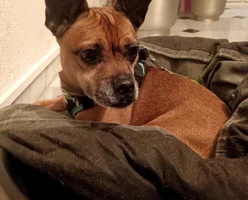 Chispa, female Mixed Breed for adoption at Arca Sevilla, Seville — photo 7 of 12