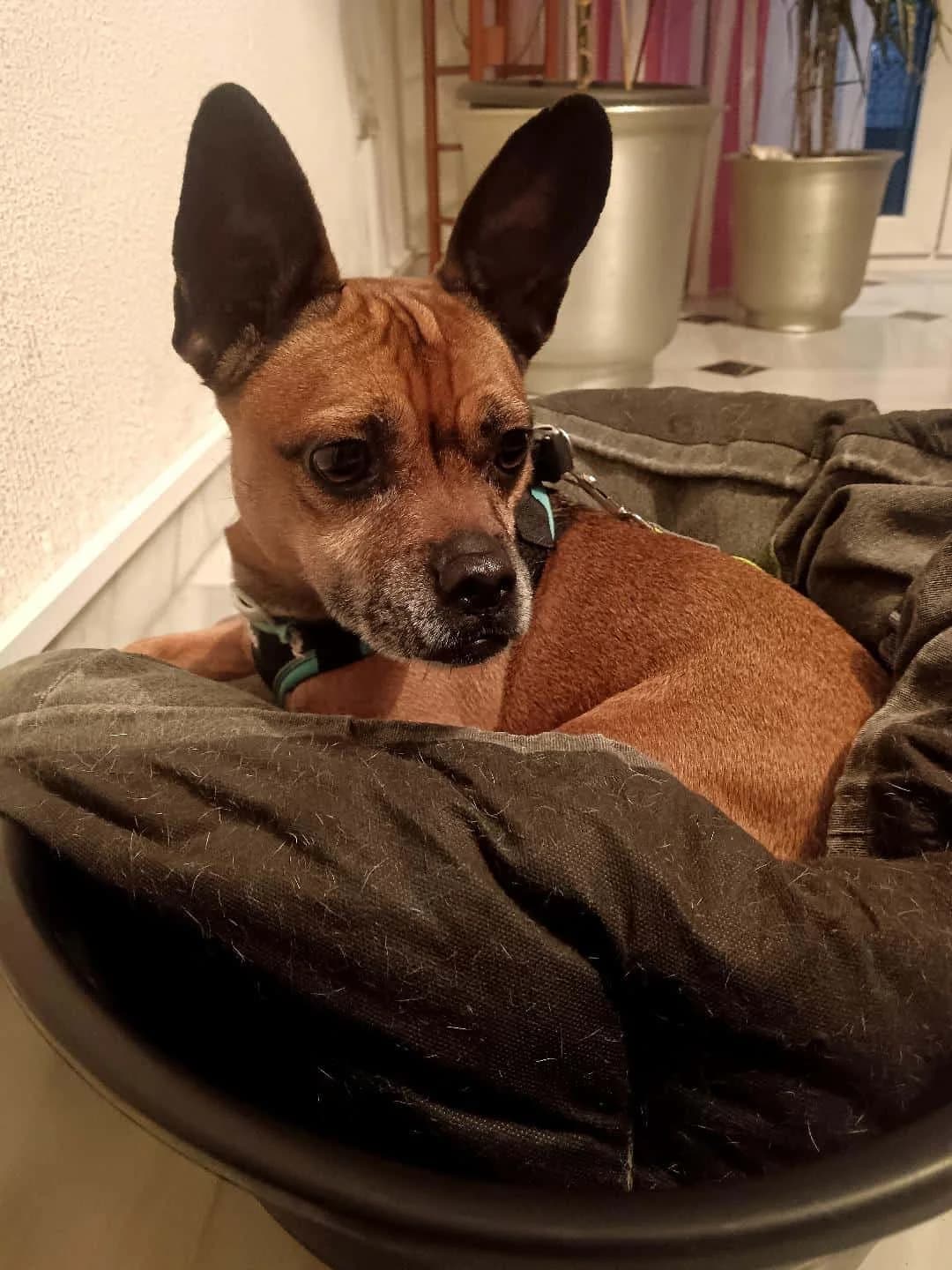 Chispa, female Mixed Breed for adoption at Arca Sevilla, Seville — photo 8 of 12