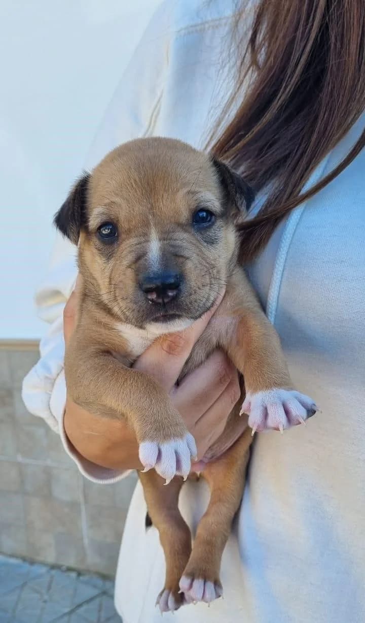 Cohete, male Mixed Breed for adoption at Arca Sevilla, Seville