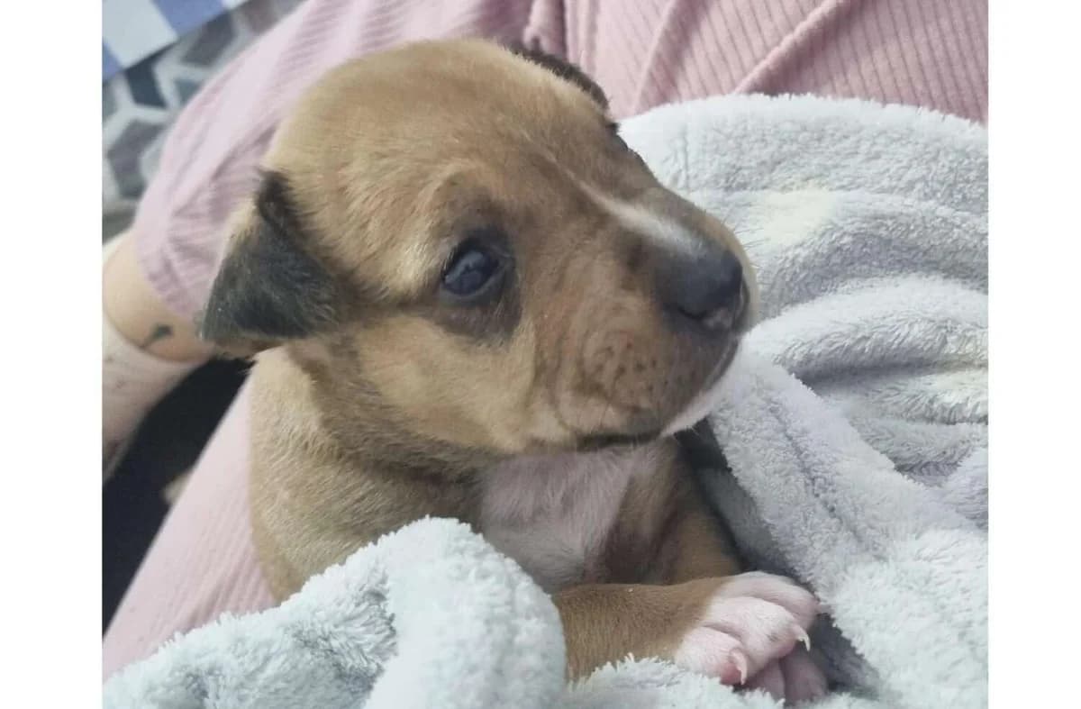 Cohete, male Mixed Breed for adoption at Arca Sevilla, Seville — photo 2 of 6