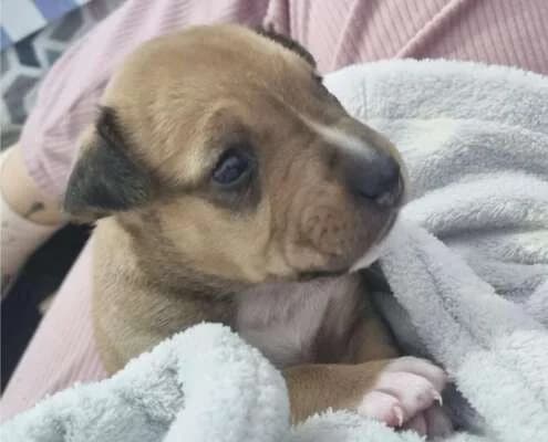 Cohete, male Mixed Breed for adoption at Arca Sevilla, Seville — photo 3 of 6