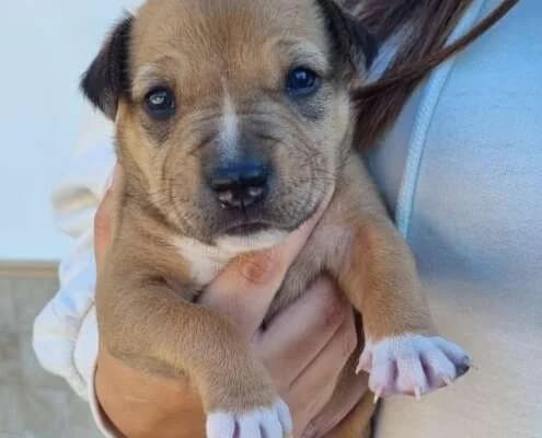 Cohete, male Mixed Breed for adoption at Arca Sevilla, Seville — photo 4 of 6