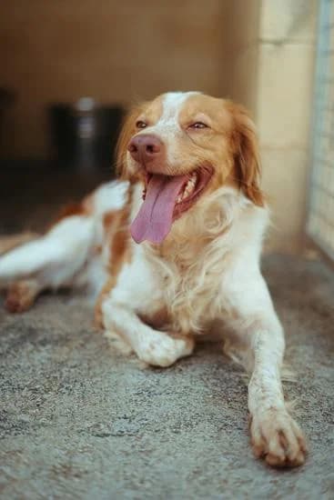 Domi, male 7yo Mixed Breed for adoption at Arca Sevilla, Seville