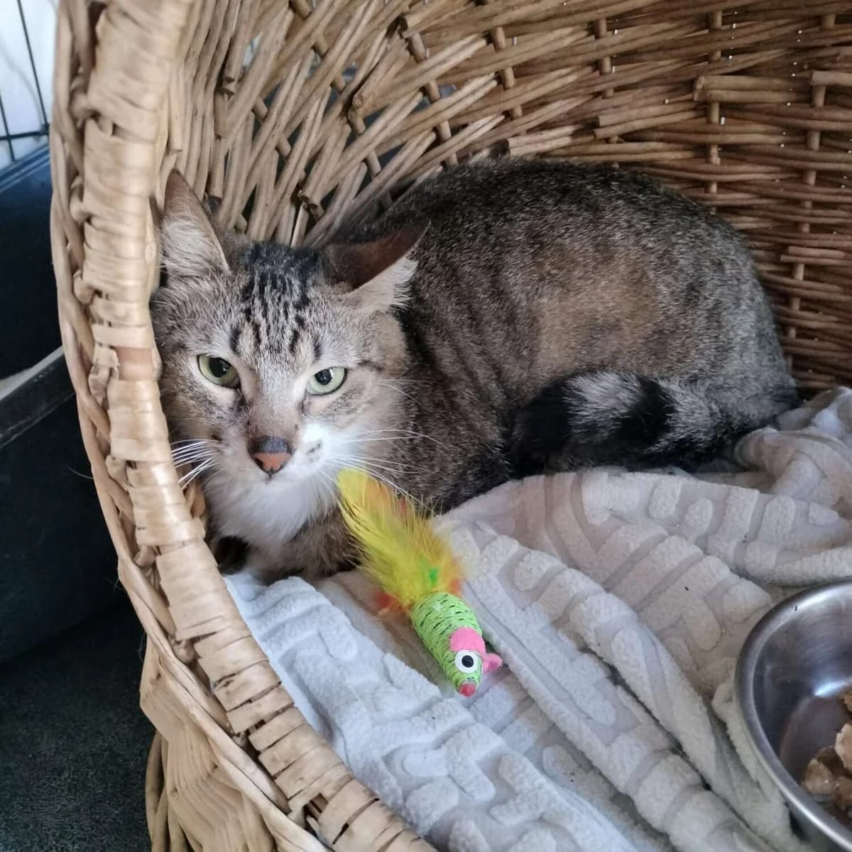 Domi, male 3yo Mixed Breed for adoption at Arca Sevilla, Seville