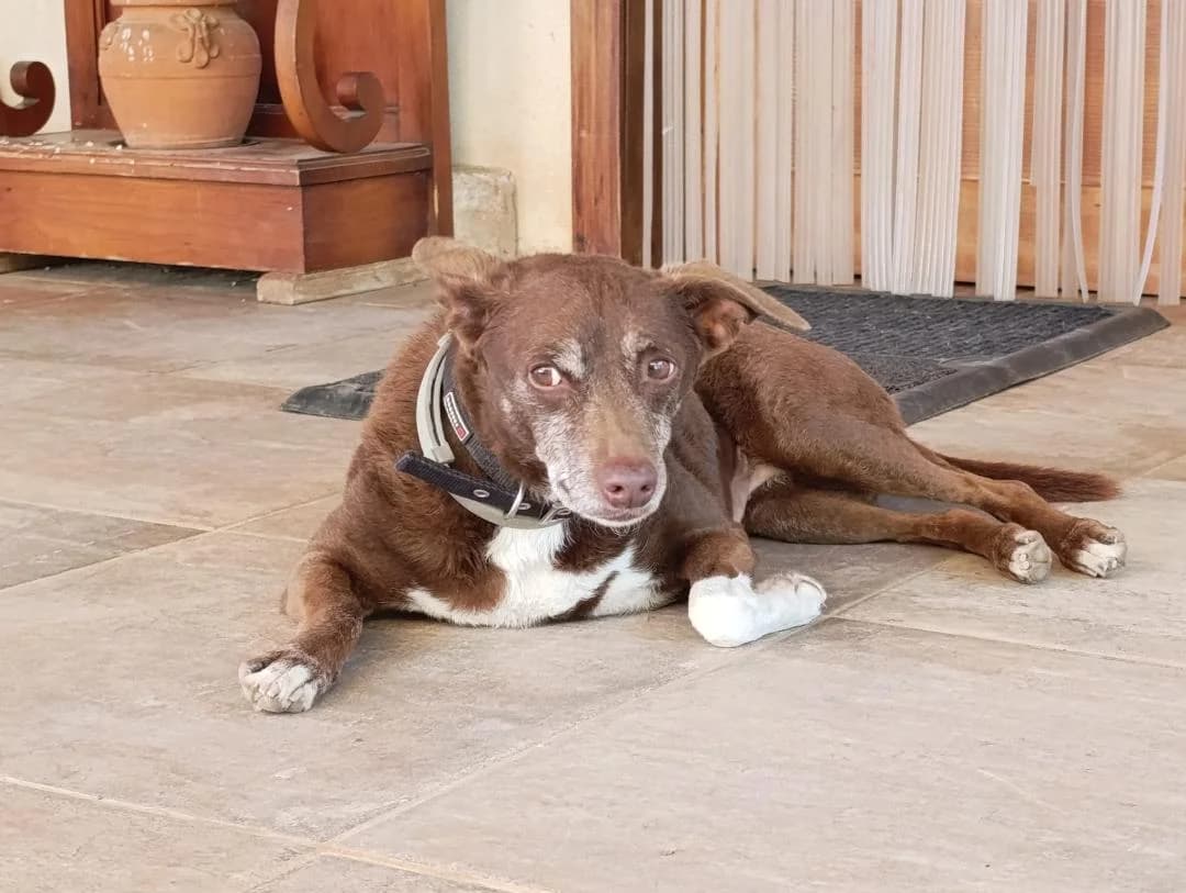 Duna, female Mixed Breed for adoption at Arca Sevilla, Seville