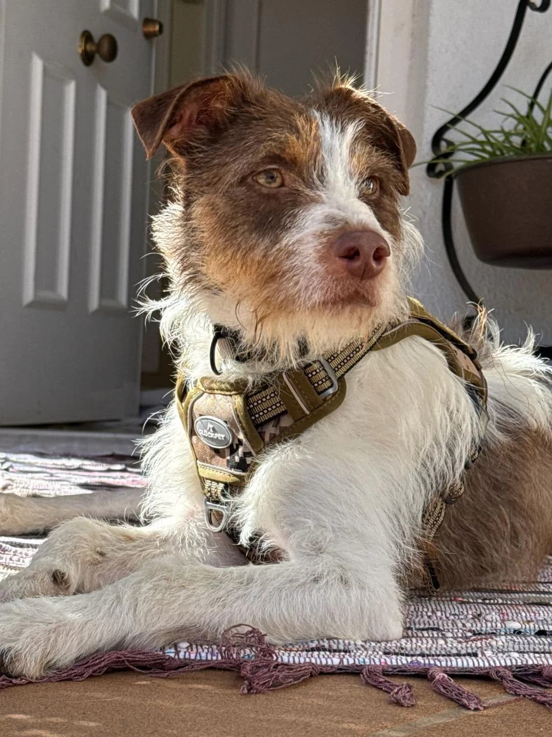Enrique, male puppy Mixed Breed for adoption at Arca Sevilla, Seville