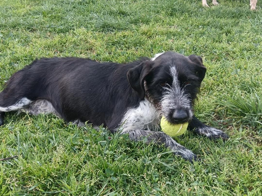 Frida, female Mixed Breed for adoption at Arca Sevilla, Seville