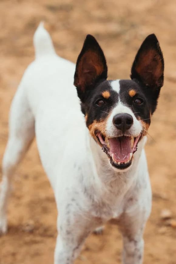 Hercules, male Mixed Breed for adoption at Arca Sevilla, Seville