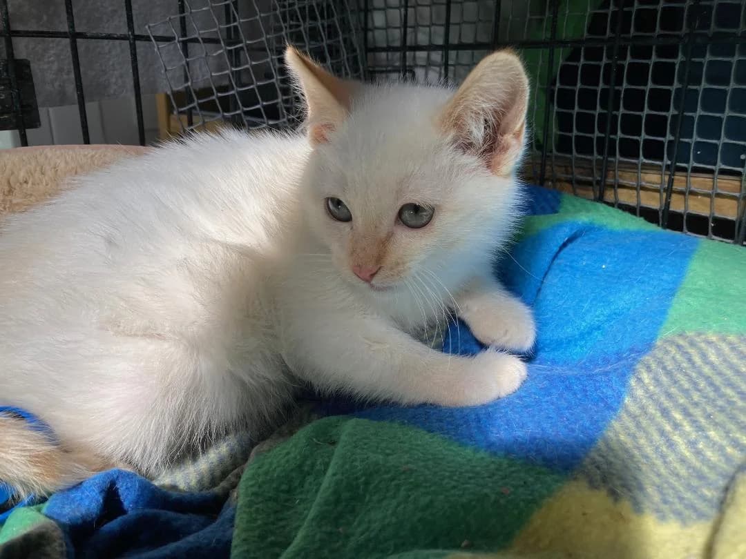 Hielo, male Mixed Breed for adoption at Arca Sevilla, Seville