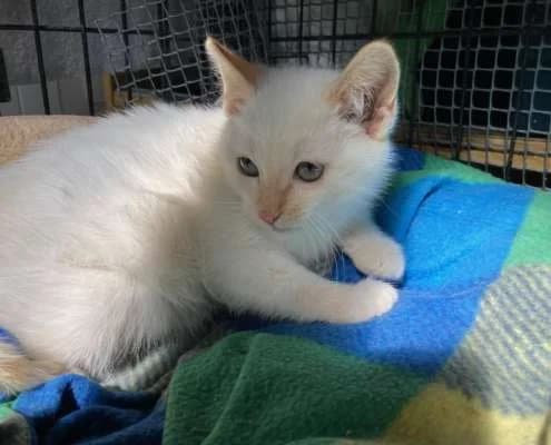 Hielo, male Mixed Breed for adoption at Arca Sevilla, Seville — photo 2 of 3