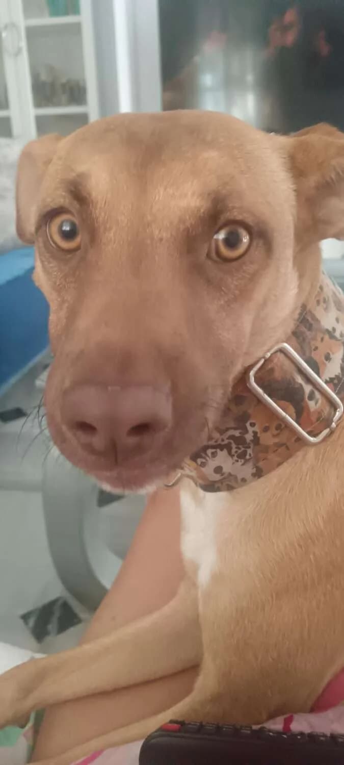Honey, male Mixed Breed for adoption at Arca Sevilla, Seville