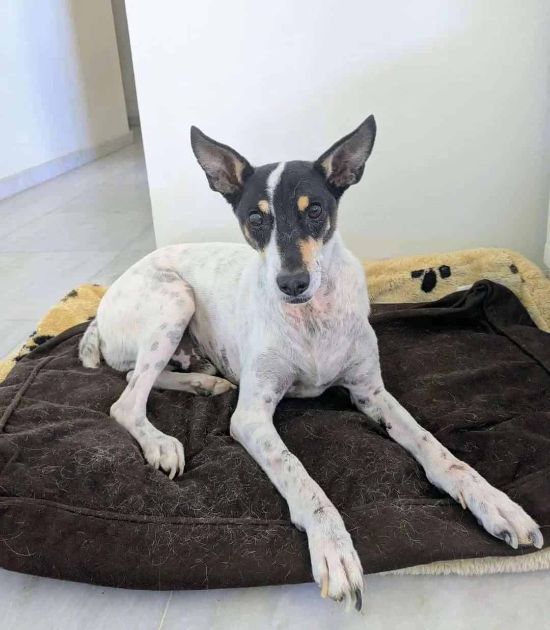 Josema, male Mixed Breed for adoption at Arca Sevilla, Seville