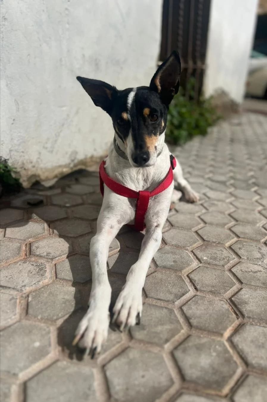 Josema, male Mixed Breed for adoption at Arca Sevilla, Seville — photo 2 of 12