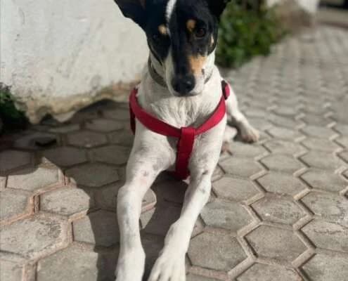 Josema, male Mixed Breed for adoption at Arca Sevilla, Seville — photo 3 of 12