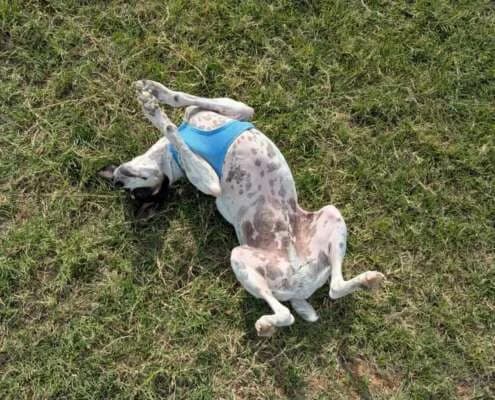 Josema, male Mixed Breed for adoption at Arca Sevilla, Seville — photo 4 of 12