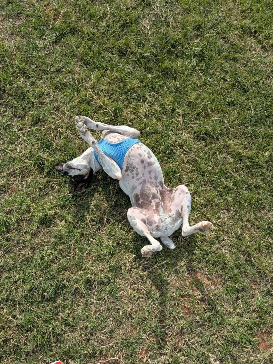 Josema, male Mixed Breed for adoption at Arca Sevilla, Seville — photo 5 of 12