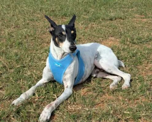 Josema, male Mixed Breed for adoption at Arca Sevilla, Seville — photo 6 of 12