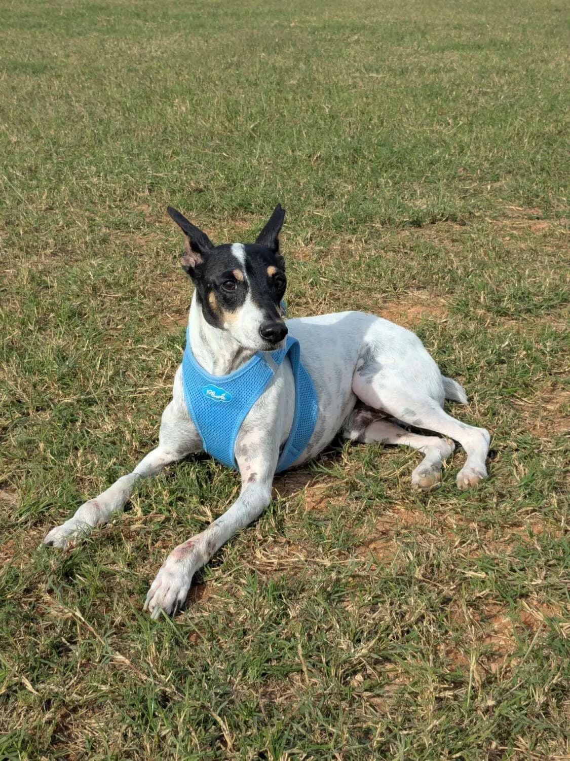 Josema, male Mixed Breed for adoption at Arca Sevilla, Seville — photo 7 of 12