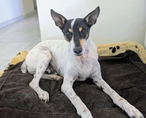 Josema, male Mixed Breed for adoption at Arca Sevilla, Seville — photo 8 of 12