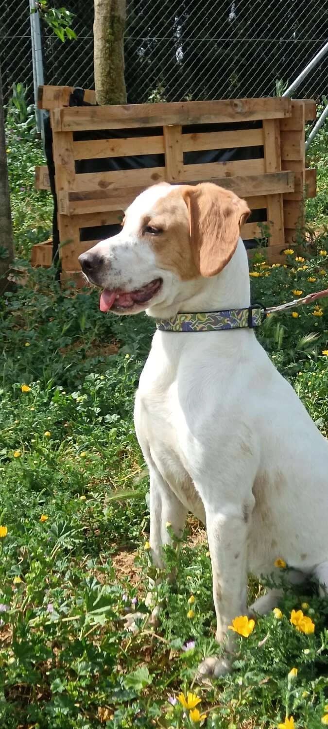 Kibale, male Mixed Breed for adoption at Arca Sevilla, Seville