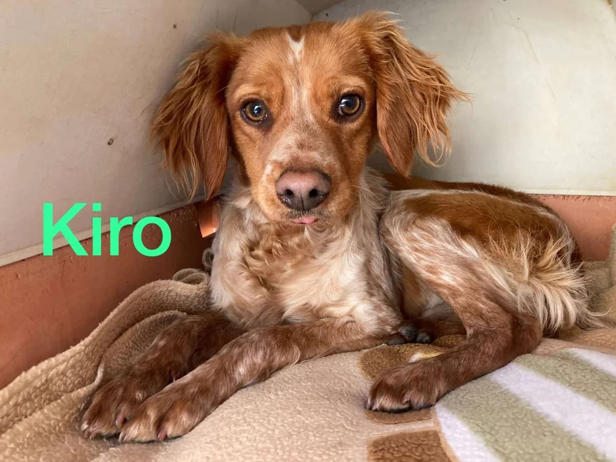 Kiro, male Mixed Breed for adoption at Arca Sevilla, Seville