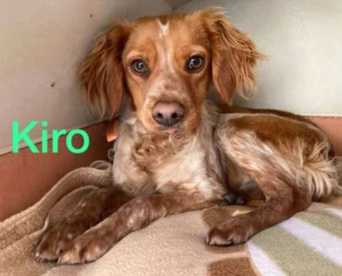 Kiro, male Mixed Breed for adoption at Arca Sevilla, Seville — photo 2 of 6