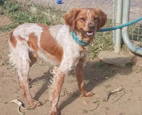 Kiro, male Mixed Breed for adoption at Arca Sevilla, Seville — photo 3 of 6