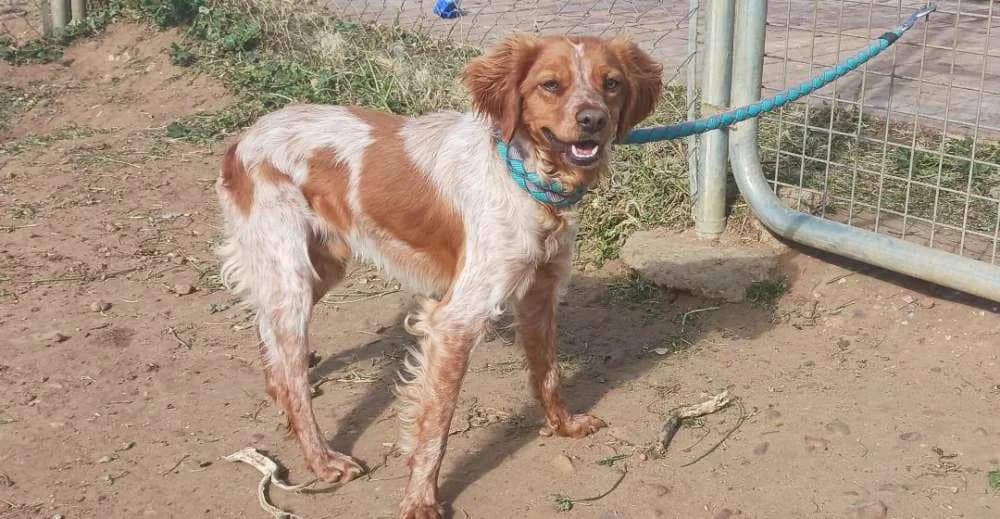 Kiro, male Mixed Breed for adoption at Arca Sevilla, Seville — photo 6 of 6