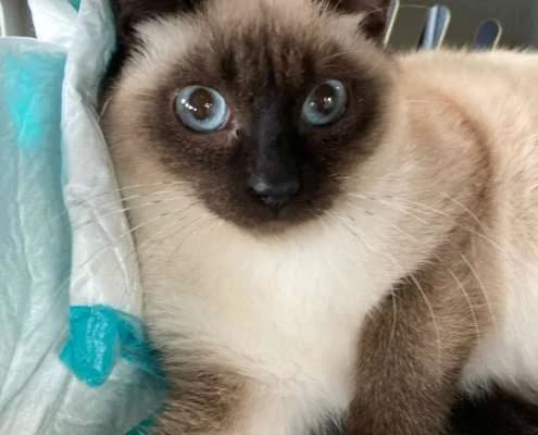 Kiwi, male Mixed Breed for adoption at Arca Sevilla, Seville — photo 2 of 3