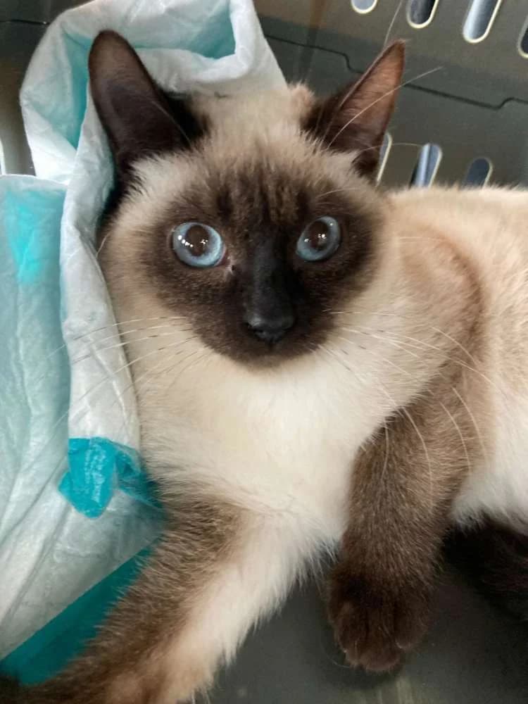 Kiwi, male Mixed Breed for adoption at Arca Sevilla, Seville — photo 3 of 3