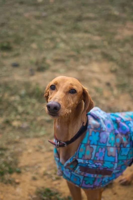 Lady, female Mixed Breed for adoption at Arca Sevilla, Seville