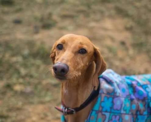 Lady, female Mixed Breed for adoption at Arca Sevilla, Seville — photo 2 of 2