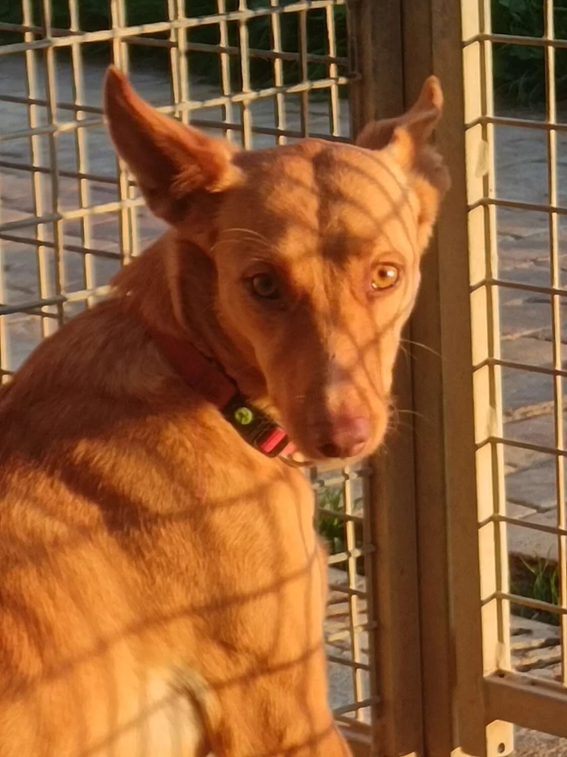 Laila, Mixed Breed (Arca Sevilla)