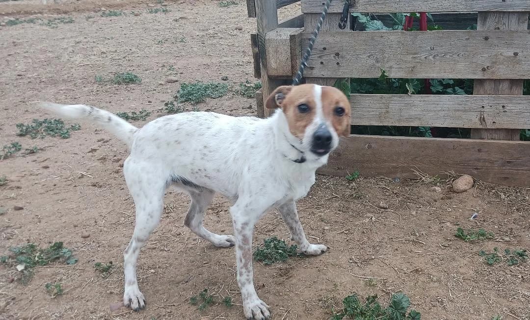Light,  Mixed Breed for adoption at Arca Sevilla, Seville