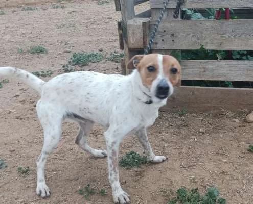 Light,  Mixed Breed for adoption at Arca Sevilla, Seville — photo 2 of 3