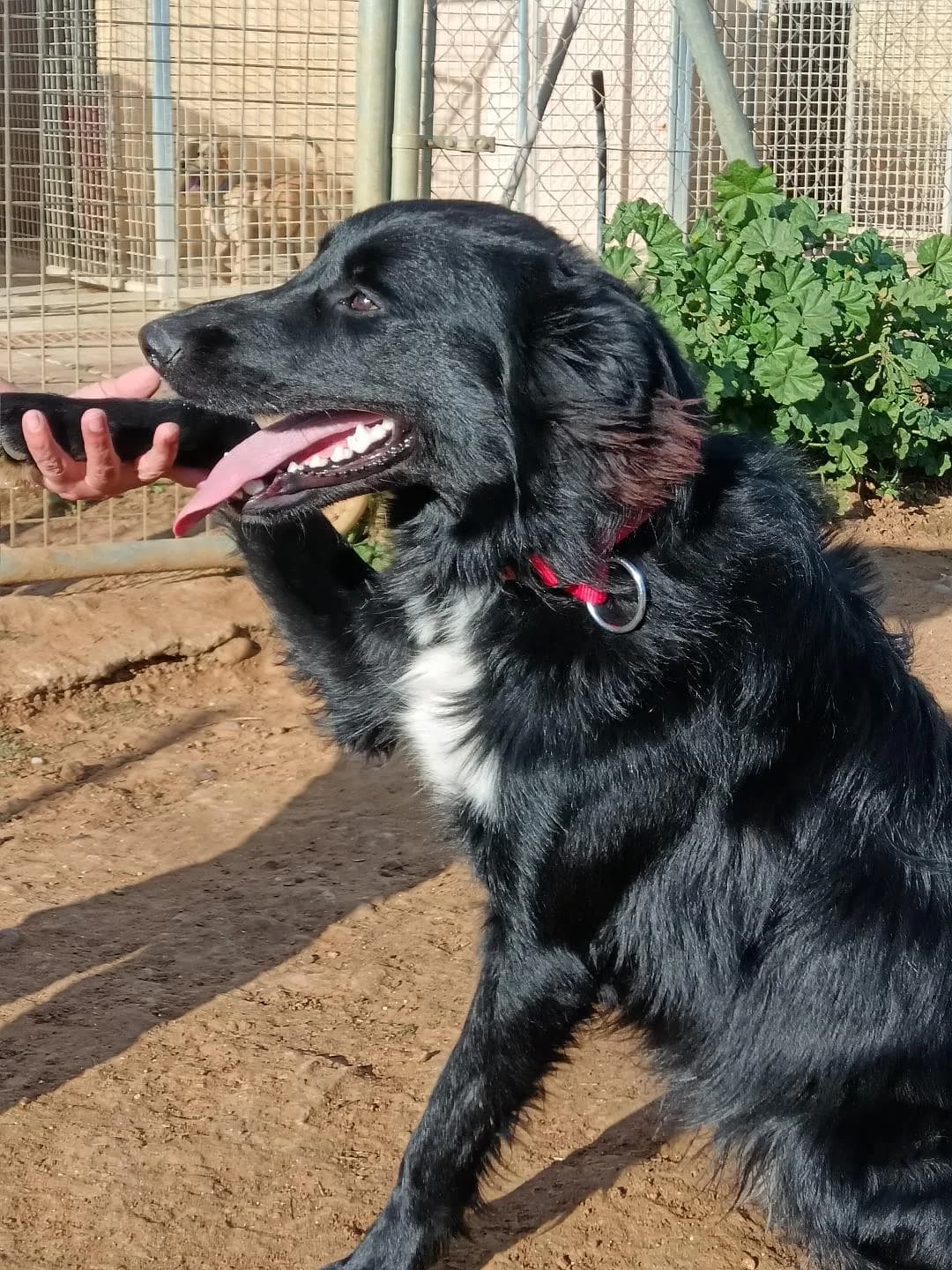 Lio, male Mixed Breed for adoption at Arca Sevilla, Seville