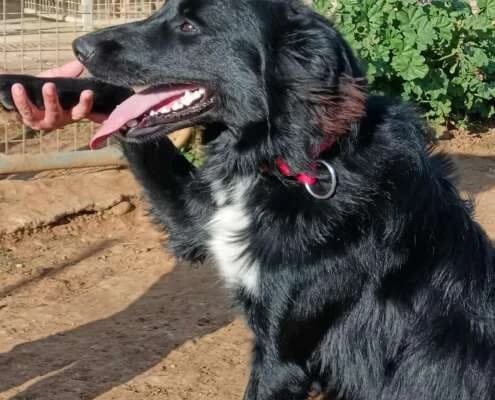 Lio, male Mixed Breed for adoption at Arca Sevilla, Seville — photo 2 of 3