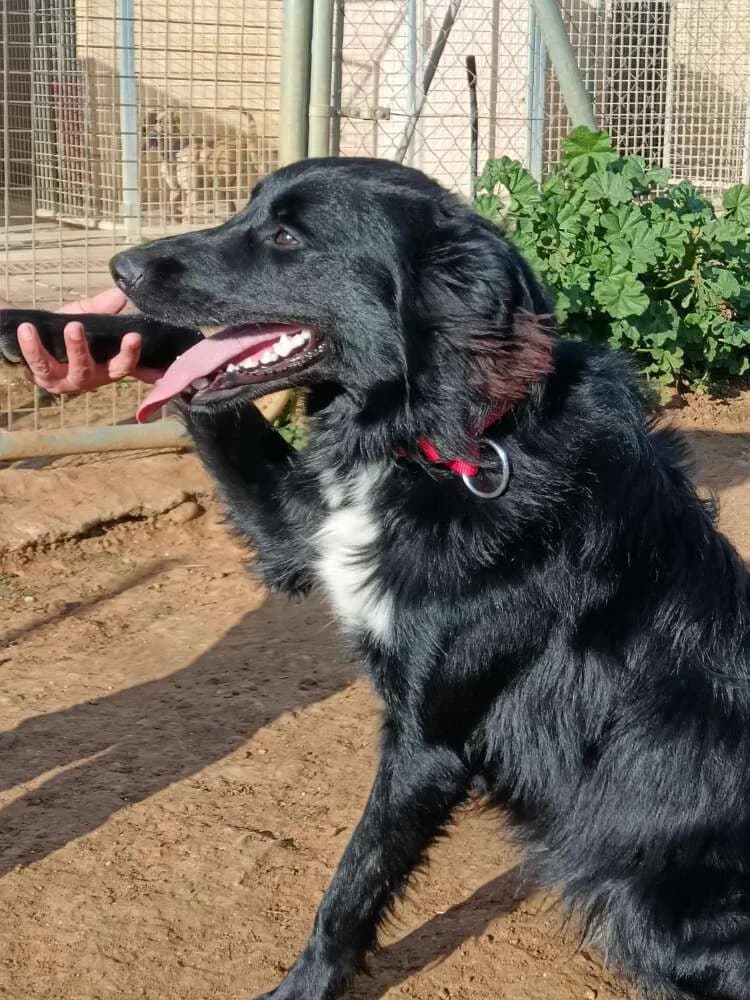 Lio, male Mixed Breed for adoption at Arca Sevilla, Seville — photo 3 of 3
