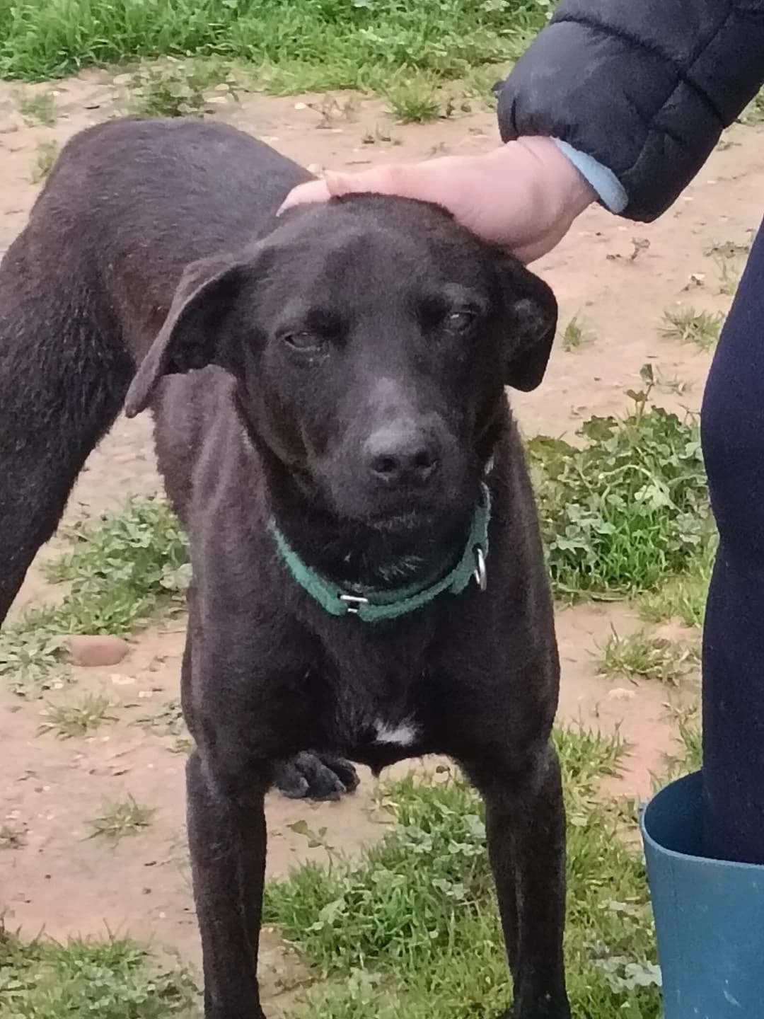 Loki, male 6yo Mixed Breed for adoption at Arca Sevilla, Seville