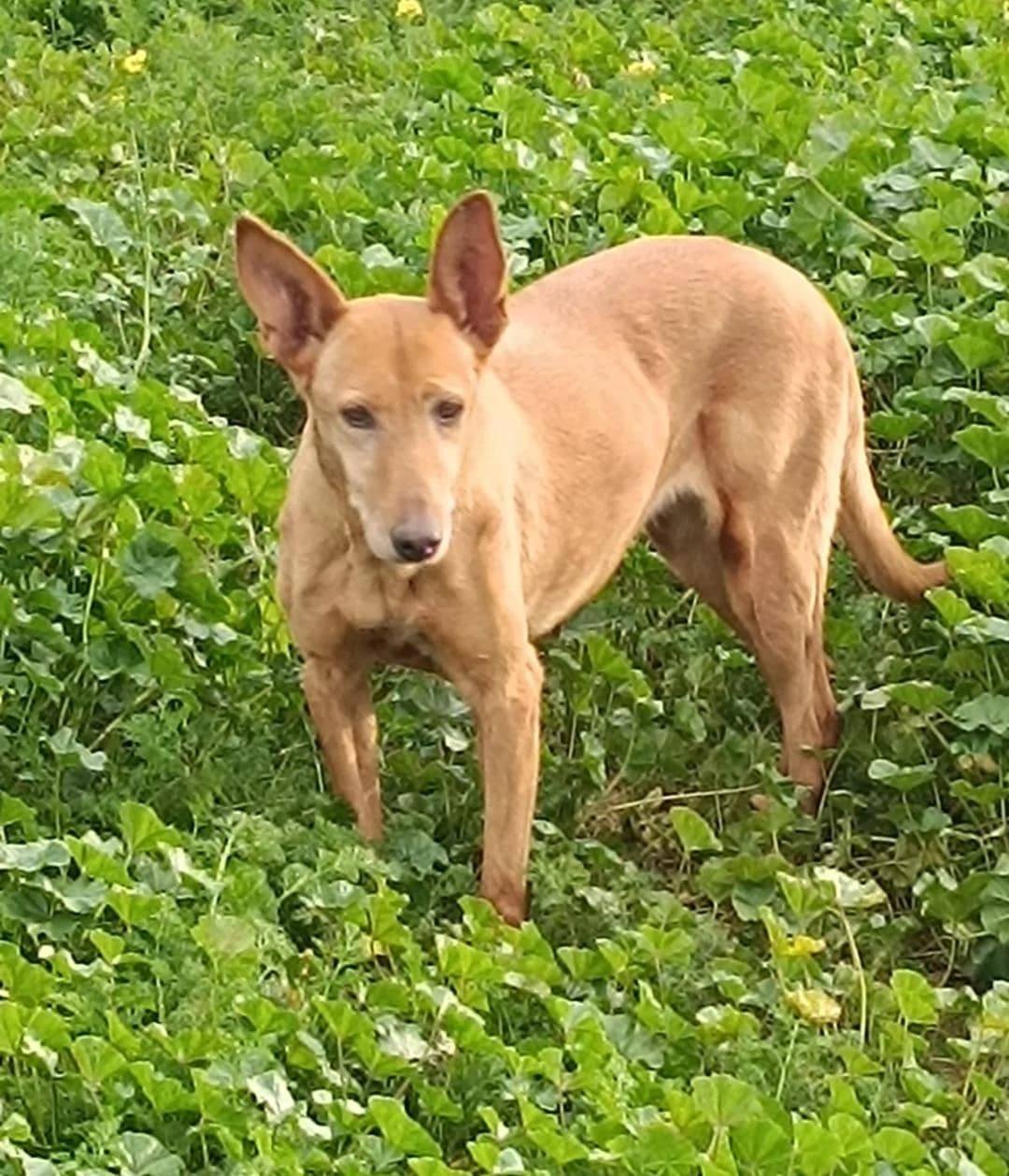 Lotta, female senior Mixed Breed for adoption at Arca Sevilla, Seville