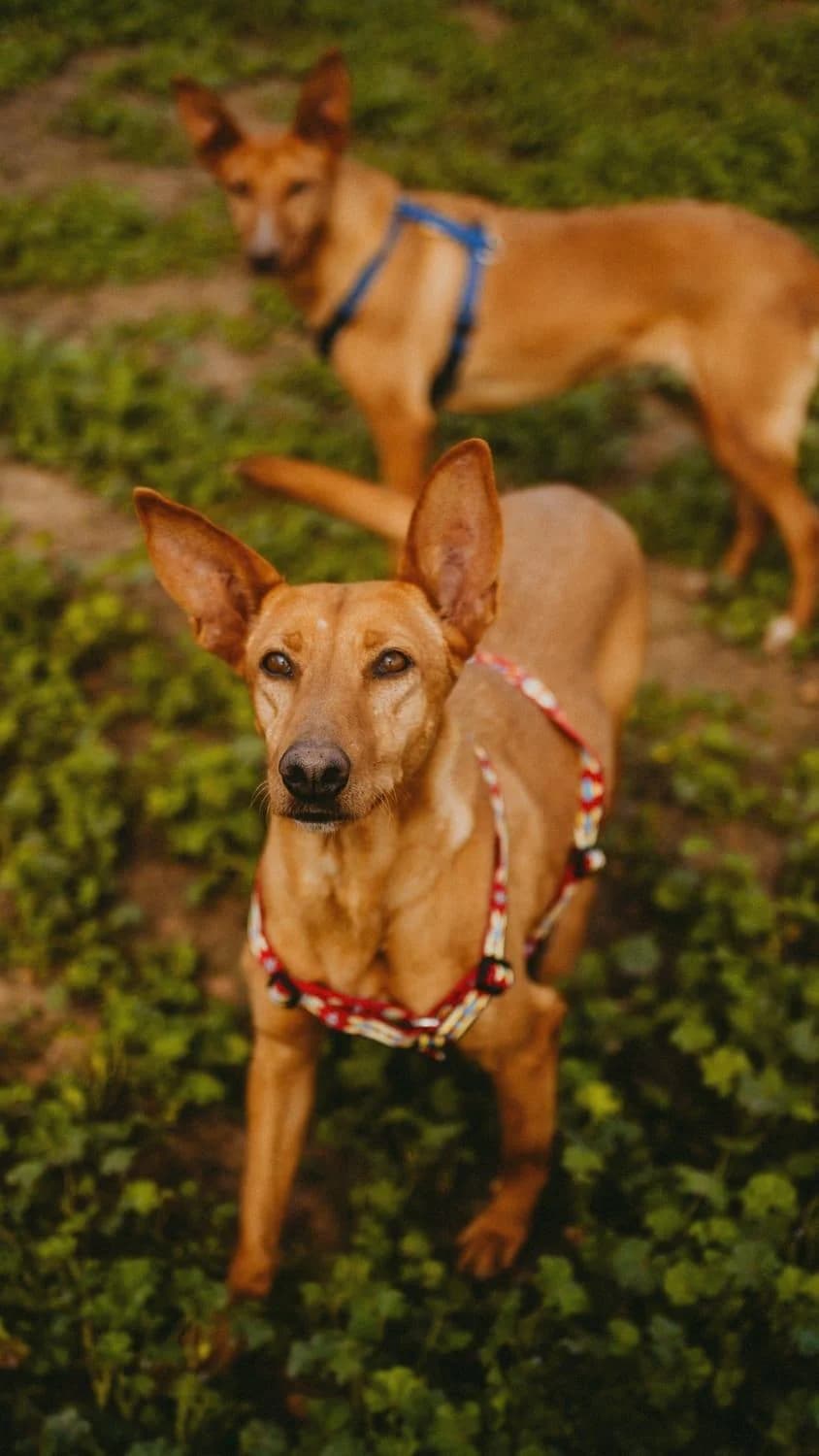 Lotta, female Mixed Breed for adoption at Arca Sevilla, Seville — photo 2 of 31