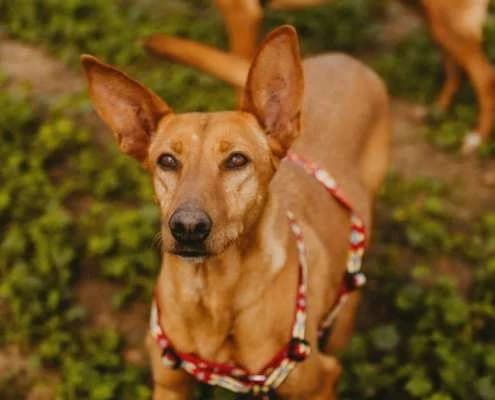 Lotta, female Mixed Breed for adoption at Arca Sevilla, Seville — photo 3 of 31