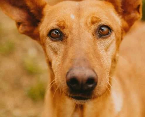 Lotta, female Mixed Breed for adoption at Arca Sevilla, Seville — photo 4 of 31