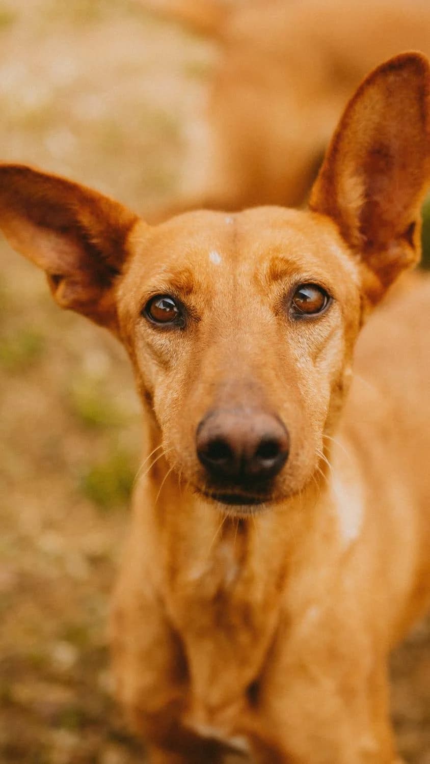 Lotta, female Mixed Breed for adoption at Arca Sevilla, Seville — photo 5 of 31