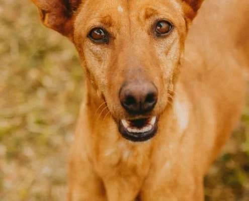 Lotta, female Mixed Breed for adoption at Arca Sevilla, Seville — photo 6 of 31