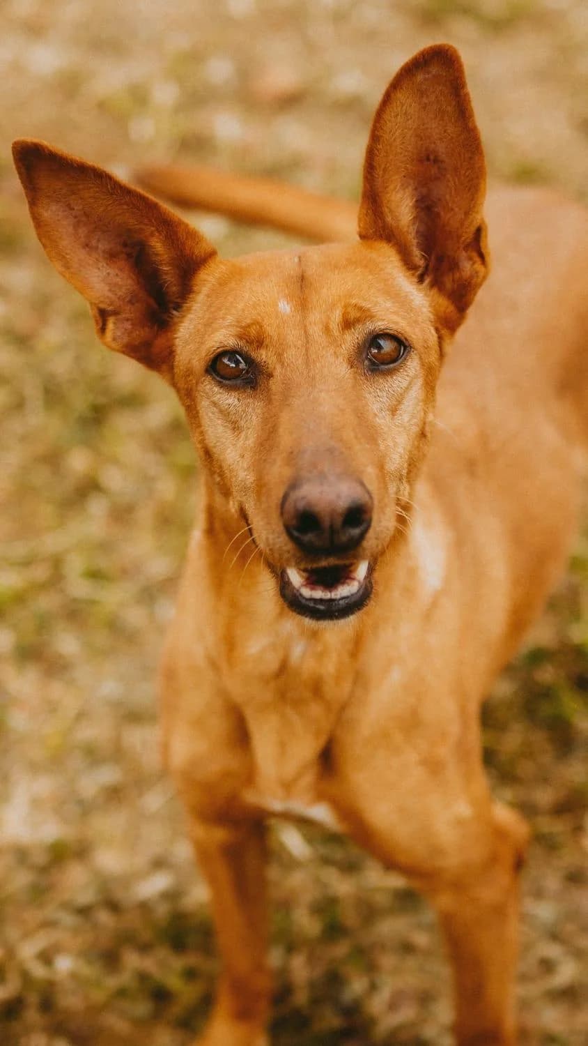 Lotta, female Mixed Breed for adoption at Arca Sevilla, Seville — photo 7 of 31