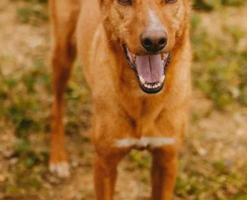 Lotta, female Mixed Breed for adoption at Arca Sevilla, Seville — photo 8 of 31