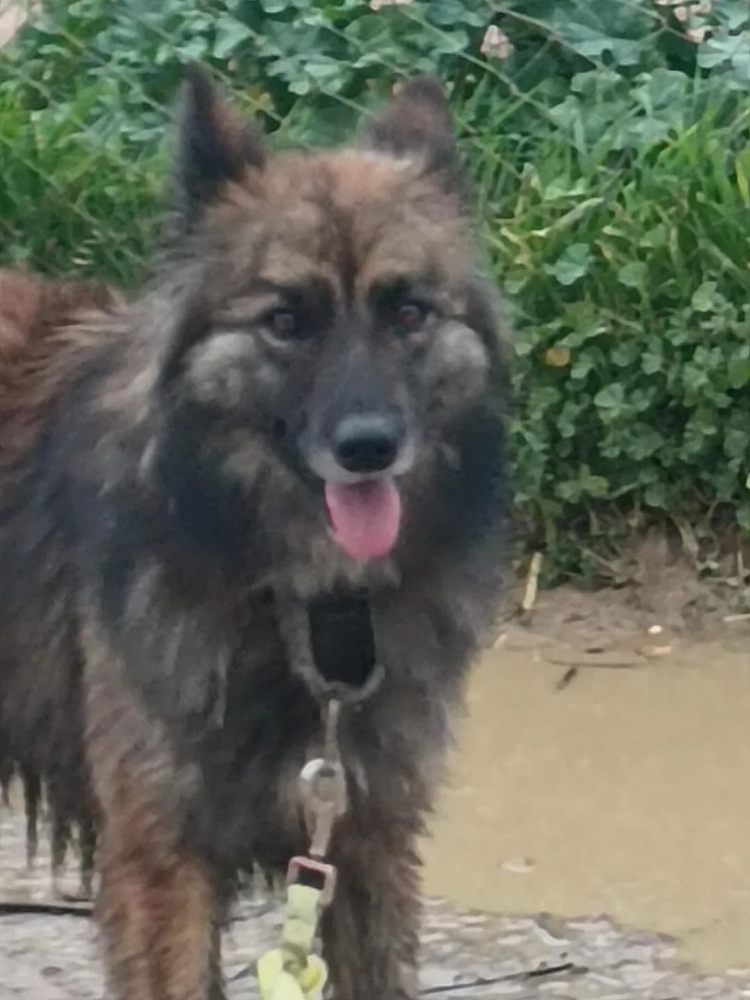 Louise, female Mixed Breed for adoption at Arca Sevilla, Seville